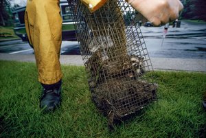 狂犬病予防接種、2005年（写真）
