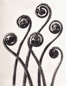 Adiantum Pedatum-アメリカのメイデンヘアシダ、巻き上げられた若い葉が8倍に拡大