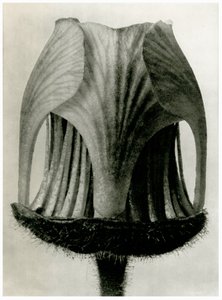 クム・リヴァレ。 1929（写真製版） 作： Karl Blossfeldt