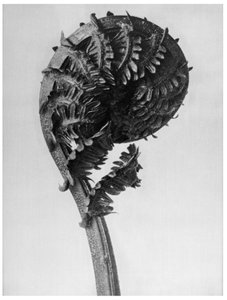 芸術の原形（Urformen der Kunst 作： Karl Blossfeldt