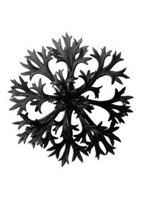 芸術の原形（Urformen der Kunst 作： Karl Blossfeldt
