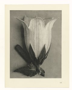 植物研究 アートの原型：植物の写真イメージ（シリーズタイトル） 作： Karl Blossfeldt