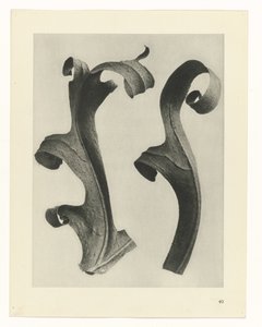 植物研究 アートの原型：植物の写真イメージ（シリーズタイトル） 作： Karl Blossfeldt