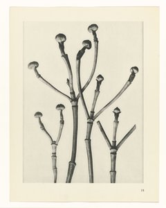 植物研究 アートの原型：植物の写真イメージ（シリーズタイトル） 作： Karl Blossfeldt