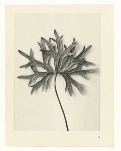 植物研究 アートの原型：植物の写真イメージ（シリーズタイトル） 作： Karl Blossfeldt