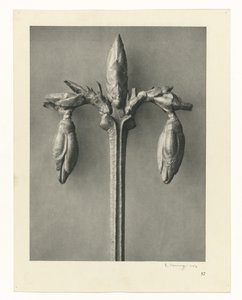 植物研究 アートの原型：植物の写真イメージ（シリーズタイトル） 作： Karl Blossfeldt