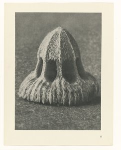 植物研究 アートの原型：植物の写真イメージ（シリーズタイトル） 作： Karl Blossfeldt