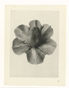 植物研究 アートの原型：植物の写真イメージ（シリーズタイトル） 作： Karl Blossfeldt