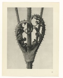 植物研究 アートの原型：植物の写真イメージ（シリーズタイトル） 作： Karl Blossfeldt