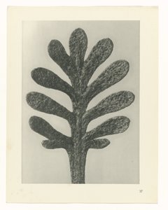 植物研究 アートの原型：植物の写真イメージ（シリーズタイトル）