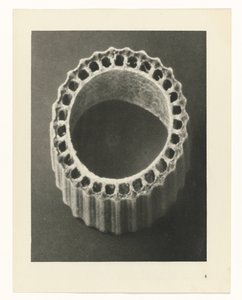 植物研究 アートの原型：植物の写真イメージ（シリーズタイトル） 作： Karl Blossfeldt