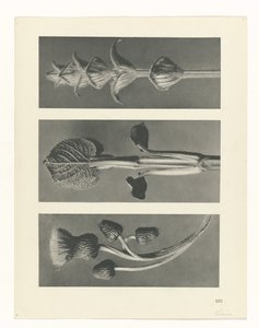 研究を計画する Archetypes of Art (シリーズタイトル) 作： Karl Blossfeldt