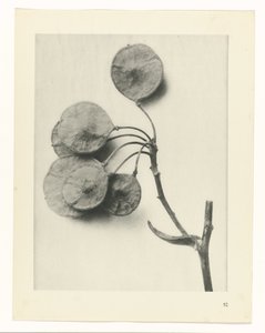 研究を計画する Archetypes of Art (シリーズタイトル) 作： Karl Blossfeldt