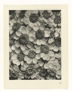 研究を計画する Archetypes of Art (シリーズタイトル) 作： Karl Blossfeldt