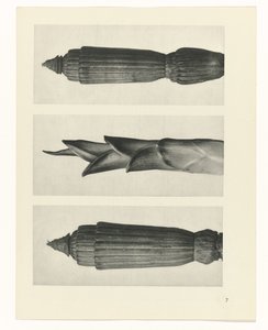 研究を計画する Archetypes of Art (シリーズタイトル) 作： Karl Blossfeldt