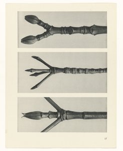 研究を計画する Archetypes of Art (シリーズタイトル) 作： Karl Blossfeldt