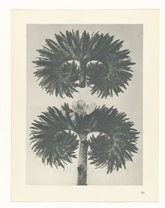 研究を計画する Archetypes of Art (シリーズタイトル) 作： Karl Blossfeldt