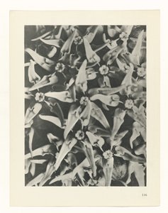 植物研究 芸術の原始形式（シリーズタイトル） 作： Karl Blossfeldt