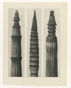 研究を計画する Archetypes of Art (シリーズタイトル) 作： Karl Blossfeldt