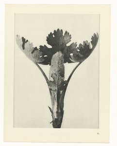 研究を計画する Archetypes of Art (シリーズタイトル) 作： Karl Blossfeldt