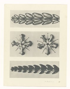 研究を計画する Archetypes of Art (シリーズタイトル) 作： Karl Blossfeldt
