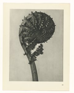 研究を計画する Archetypes of Art (シリーズタイトル) 作： Karl Blossfeldt