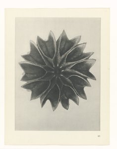 研究を計画する Archetypes of Art (シリーズタイトル) 作： Karl Blossfeldt