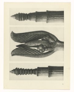 研究を計画する Archetypes of Art (シリーズタイトル) 作： Karl Blossfeldt