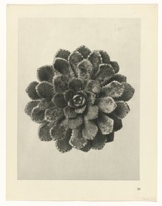 研究を計画する Archetypes of Art (シリーズタイトル) 作： Karl Blossfeldt