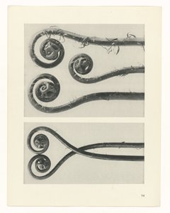 研究を計画する Archetypes of Art (シリーズタイトル) 作： Karl Blossfeldt