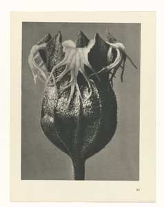 研究を計画する Archetypes of Art (シリーズタイトル) 作： Karl Blossfeldt