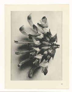 研究を計画する Archetypes of Art (シリーズタイトル) 作： Karl Blossfeldt