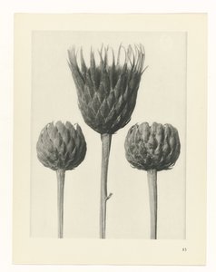 研究を計画する Archetypes of Art (シリーズタイトル) 作： Karl Blossfeldt