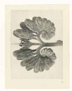 研究を計画する Archetypes of Art (シリーズタイトル) 作： Karl Blossfeldt