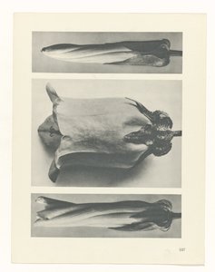 研究を計画する Archetypes of Art (シリーズタイトル) 作： Karl Blossfeldt