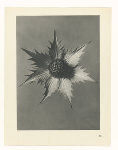 研究を計画する Archetypes of Art (シリーズタイトル) 作： Karl Blossfeldt