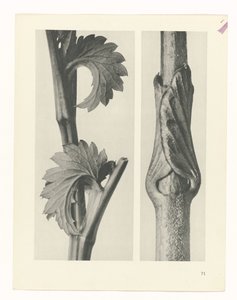 研究を計画する Archetypes of Art (シリーズタイトル) 作： Karl Blossfeldt