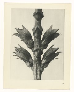 研究を計画する Archetypes of Art (シリーズタイトル) 作： Karl Blossfeldt