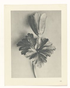 研究を計画する Archetypes of Art (シリーズタイトル) 作： Karl Blossfeldt