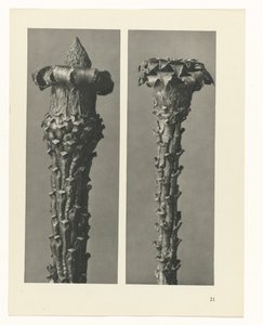 研究を計画する Archetypes of Art (シリーズタイトル) 作： Karl Blossfeldt