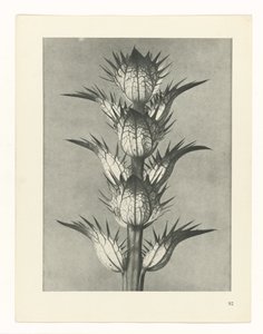 研究を計画する Archetypes of Art (シリーズタイトル) 作： Karl Blossfeldt