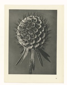 研究を計画する Archetypes of Art (シリーズタイトル) 作： Karl Blossfeldt