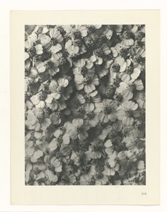 研究を計画する Archetypes of Art (シリーズタイトル) 作： Karl Blossfeldt