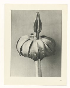 研究を計画する Archetypes of Art (シリーズタイトル) 作： Karl Blossfeldt