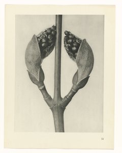 研究を計画する Archetypes of Art (シリーズタイトル) 作： Karl Blossfeldt