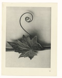 研究を計画する Archetypes of Art (シリーズタイトル) 作： Karl Blossfeldt
