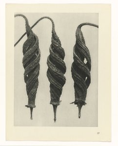 研究を計画する Archetypes of Art (シリーズタイトル) 作： Karl Blossfeldt
