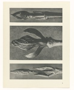 研究を計画する Archetypes of Art (シリーズタイトル) 作： Karl Blossfeldt