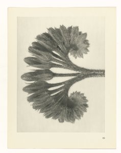 研究を計画する Archetypes of Art (シリーズタイトル) 作： Karl Blossfeldt