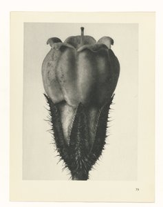 研究を計画する Archetypes of Art (シリーズタイトル) 作： Karl Blossfeldt